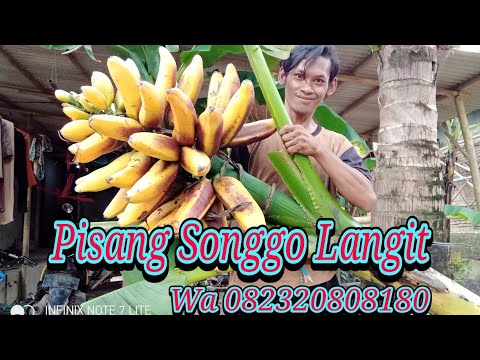 #CaraMenebangPohonPisangDenganBaik Cara menebang pohon pisang dengan baik.