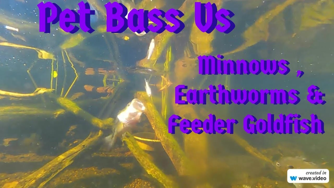 Savage Pet Bass Eating Minnows , Feeder Goldfish & Earthworms Fish Pond