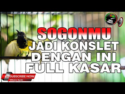SOGON GACOR FULL NGEBREN KASAR COCOK UNTUK MASTERAN DAN PANCINGAN SOGOK ONTONG BIAR GACOR DOR
