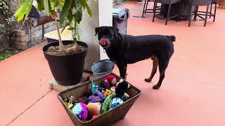 Macho Is Sick by Macho the Rottweiler 394 views 3 months ago 8 minutes, 21 seconds