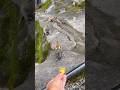 子猿にバナナをあげるとこうなる