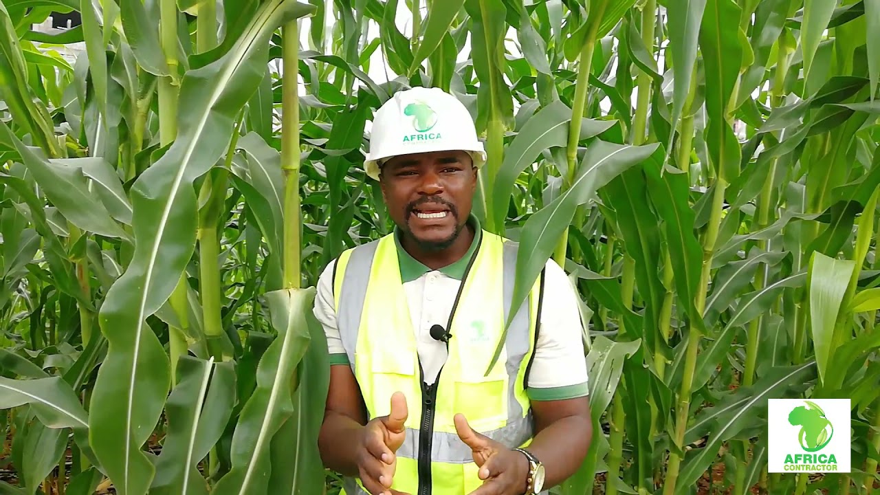 comment rentabiliser avec la culture du maïs