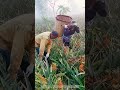 Harvesting Gold: The Ancient Art Behind Every Pineapple Bite