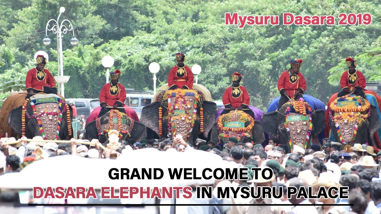 Grand Welcome to Dasara Elephants in Mysore Palace | Mysuru Dasara 2019
