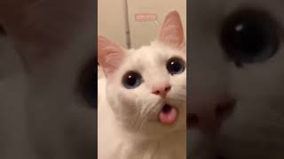 Cat Cute Şak Şuk Mi̇nnak