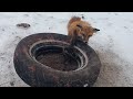 Fox  coyote trapping the tire set people laugh the k9s dont 