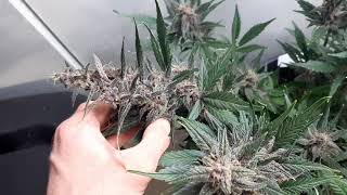 🍇🫐! Day 61: Fast Buds LSD-25 Autoflower Harvest! Grown in Living Soil & w/ Spider Farmer SF2000 LEDs