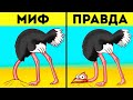 На самом деле страусы не прячут голову в песок и еще 42 удивительных факта