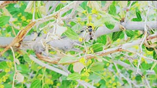 جني عسل السدر/المرعى، بعض الفوائد، طريقة الجني