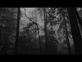 Relaxing foggy forest virtual drive  rain storm and thunder sounds