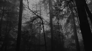 Relaxing Foggy Forest (Virtual Drive) / Rain Storm and Thunder Sounds