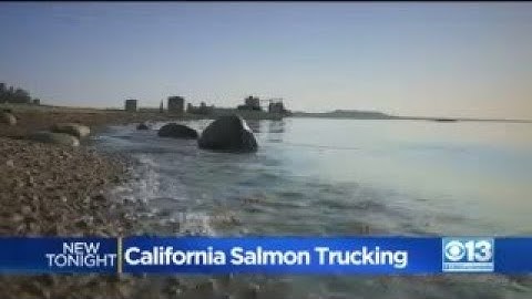 Efforts Underway To Save California Salmon Population From Drought Conditions