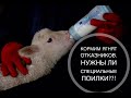 Кормим ягнят отказников. Нужна ли специальная поилка??!