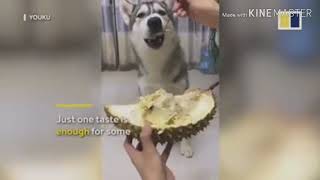 ANIMALS FUNNY AND CUTE REACTIONS IN DURIAN!
