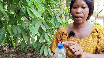 Cocoa Bio Fertilizer Part 8