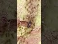 Queen Ant Leads Her Colony #14 #ants #antcolony #queenant #nature