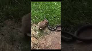 Snake Messed With Wrong Rabbit