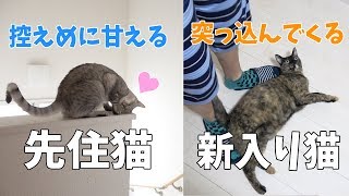 控えめな先住猫と大胆な新入り猫の甘え方の違い…！
