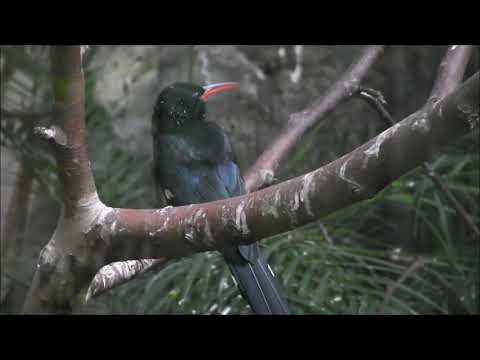 zoo bird show - zoo family