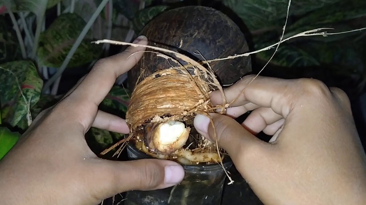 Bonsai kelapa gading ku - YouTube