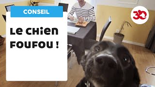 Mon chien est trop fou : comment le canaliser ?