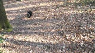 Sadie My Staffy In The Woods Here I Come