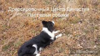Обучение и работа пастушьих собак на овцах. Чойс находит и приводит стадо Обучение и работа пастушьих собак на овцах. Чойс находит и приводит стадо