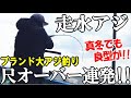 【走水アジ釣り】尺越えのブランド大アジが連発!真冬にまさかのサイズの大アジが!大アジはここを狙う!熟成して刺身にしたら大変な事になりました
