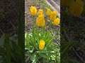 Tulips 🌷|| Colourful flowers