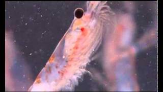 Aker Biomarine Krill