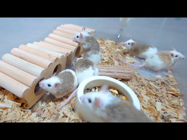 A complete guide to the breeding environment of the endangered