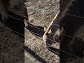 馬かロバ　どっちか分かりません