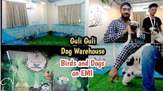 Guli Guli Pet Shop ||  Dogs and Birds || SG Highway Ahmedabad || Dogs Biggest Warehouse In Ahmedabad