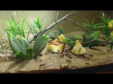 Hidden Video: Lasius neoniger, Camponotus novaeboracensis, and Formica fusca - Hidden Video: Lasius neoniger, Camponotus novaeboracensis, and Formica fusca