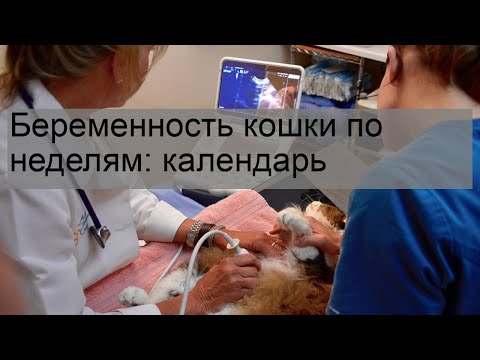 Беременность кошки по неделям: календарь