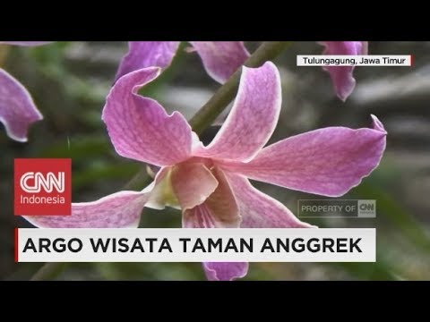 Agro Wisata Taman Anggrek