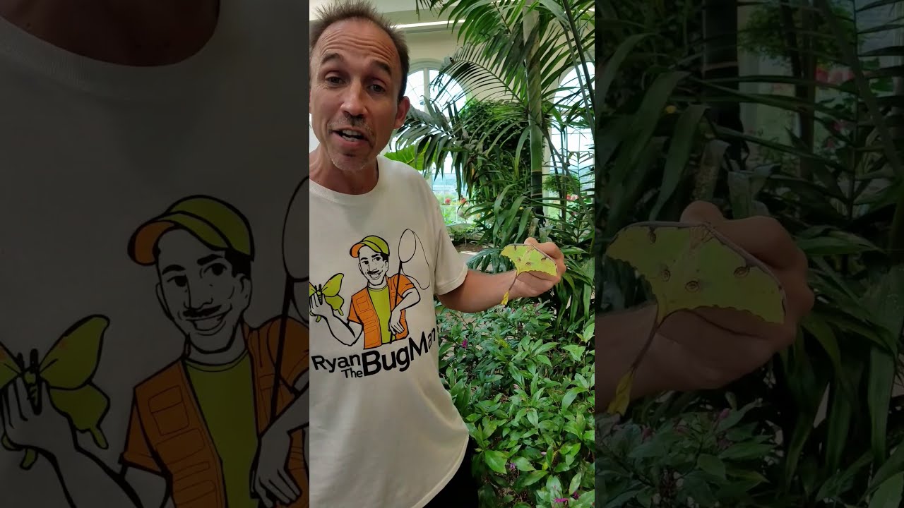 Wow!  African Moon Moth!