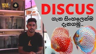 Discus fish | Care Guide in Sinhala