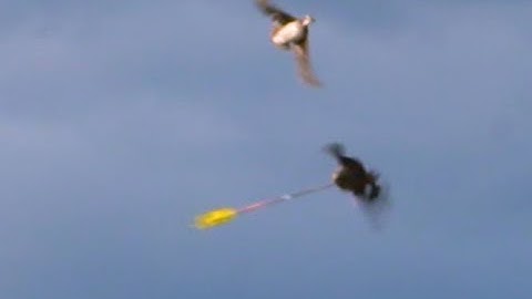 Arrows and fast flying Ducks!!! Kill after Kill!