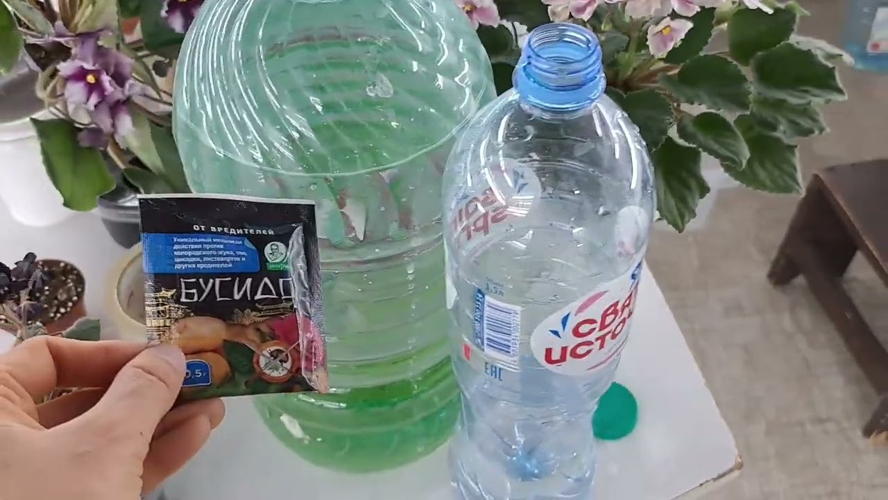 Трипсы на фиалка, как от них избавится?