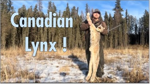 204 Ruger takes down a Canadian Lynx