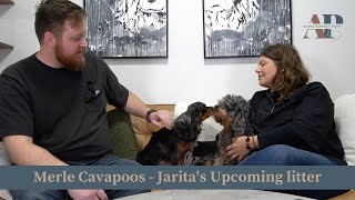 Merle Cavapoos  - Jarita's Upcoming litter by Adora Perfect Pups 304 views 2 months ago 5 minutes, 8 seconds