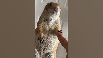 Naughty Poppy gets “boop’d” #prairiedog #boopthesnoot #funny #viral #cute