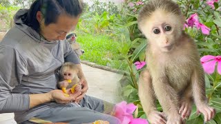 The poor little monkey was adopted by the boy and named Damar | Monkey Damar