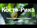 Kolossotravels. Коста-Рика. Какао плантация Caribeans