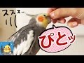 カキカキハンドに吸い寄せられる半ギレオカメインコ