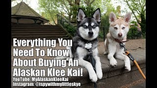 Buying an Alaskan Klee Kai