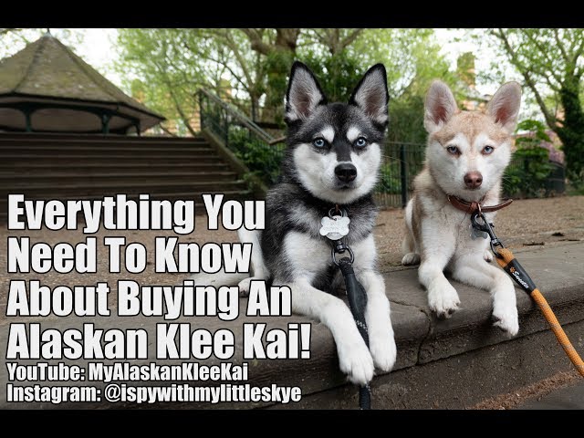 Everything You Need To Know About Alaskan Klee Kai