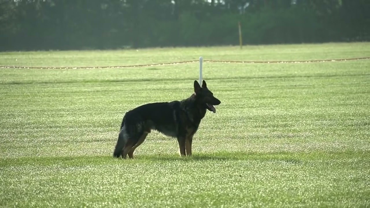 2023 GSDCA IGP Nationals, Ludo IGP3 obedience