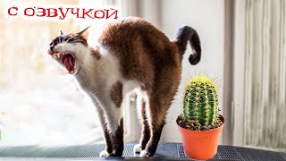 Funny Animal Videos 2023  Funniest Dogs and Cats Videos #126